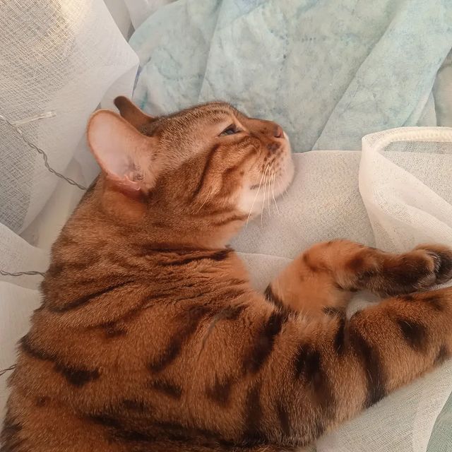 kuchen_bake в LOOKY. #бенгальскаякошка,#кошка,#диззи,#bengalcat,#bengal,#животные,#animals. Наша кошка Диззи гре...