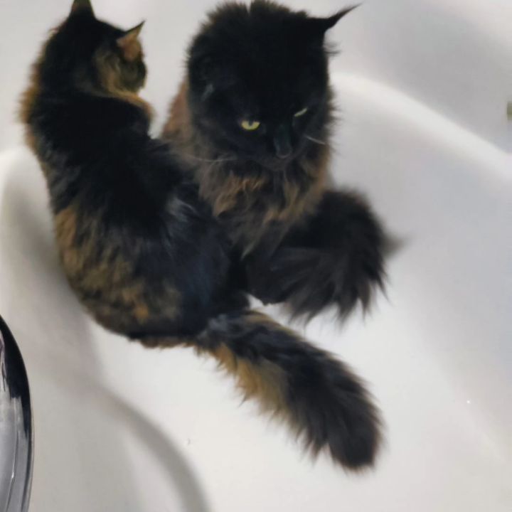 marinastsha в LOOKY. #ссывтапкиfife,#mainecooncat,#mainecoon,#blackcatsofinstagram,#blackcat,#blackcatsclub,#котик,#кот,#котывинстаграме,#norvegianforestcat,#жизнькота,#catphoto,#catslover,#,#обожаюживотных,#безкотаижизньнета,#cat_features,#cat_of_instagram,#кошачьяжизнь,#золотойфонддрузей,#catsloversworld,#catlife,#catphoto,#lifewithcats,#sellos,#gatos,#gatosfofos,#gatosfofo,#gatosnoinstagram. Рассказала нам ма пр...