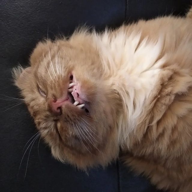 velikorusia в LOOKY. . Котэ утомился 🤗