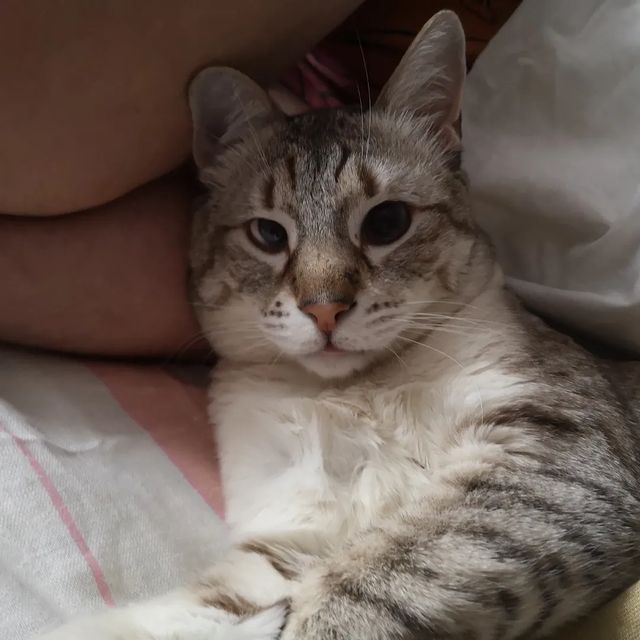 diananimfs в LOOKY. #Лунтяй,#кот,#кошкиндом,#cat,#cats. Я не знаю сколько ем...