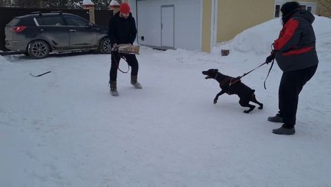 dressirovka_nv in LOOKY. . Защита лайт, в режим...