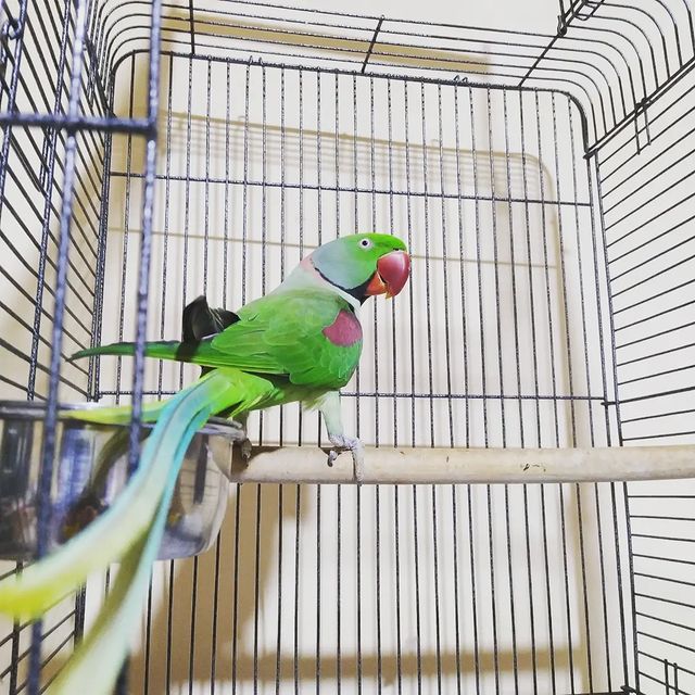 eeenverkilinccc в LOOKY. #papağan,#papağansahiplendirme,#papağaneğitimi,#papagan,#papaganturkiye,#papaganegitimi,#parrottrainer,#papağanlar,#parrottraining,#parrot,#iskenderpapagani,#iskenderpapağanı,#aleksanderpapağanı,#alexanderparrot,#pursaklar,#çubuk,#keçiören,#ankara,#akyurt,#bağlıca. Asalet 🦜🦅

#papağa...