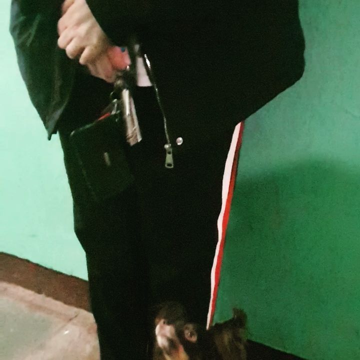 nata8179 в LOOKY. #Лисса#🤪#🐶#одна_собака_хорошо_а_две_еще_лучше. #Лисса#🤪#🐶#одна_со...