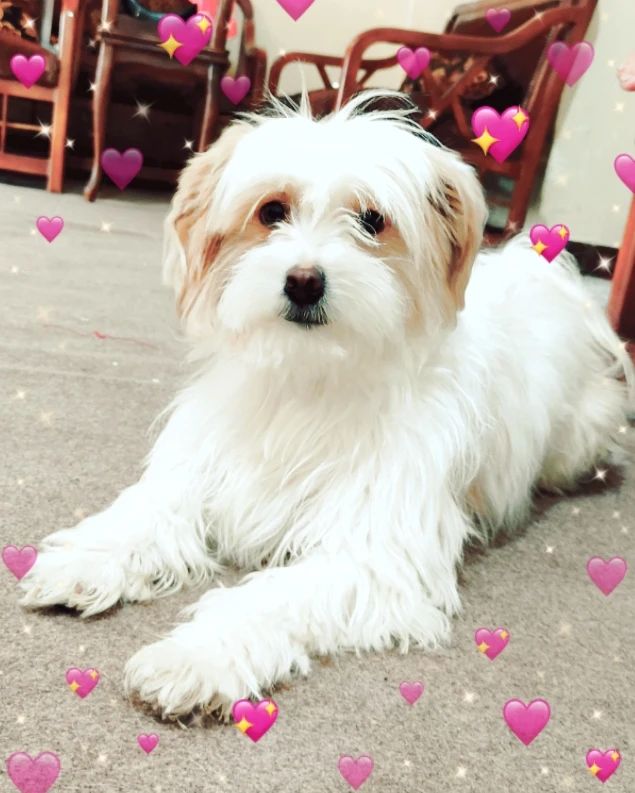 mohamad.hj.2026 in LOOKY. #شیتزوکراس,#shithzulovers,#shithzulove,#shithzulife🐾,#shithzuofinstagram,#dogstyle,#dogsofinstagram,#doglove,#dogs_of_instagram,#dogtraining,#animalsofinstagram,#love,#daughter,#daughterlove❤️,#mylove. دخمل بابا ماکیلا خان...