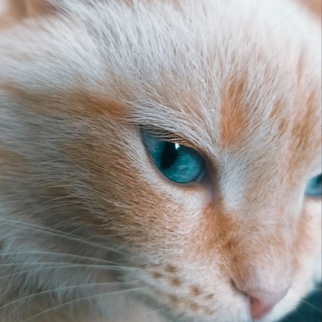 #кошка 
#глаз
#питомец 
#красотка 
#мобильноефото 
#мобильнаяфотография 
#cat
#pet 
#eye 
#beauty 
#mobilephotography