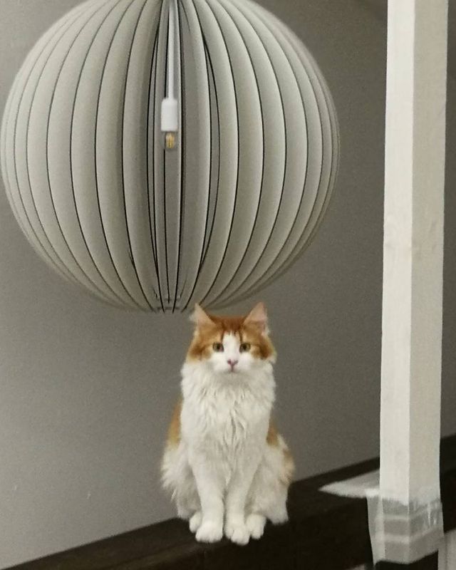 kyrkiekgor в LOOKY. . null
