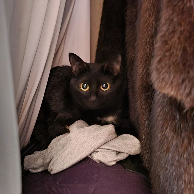 lady_morrygan в LOOKY. #котичкануит,#котикидрузей. Бедная котика прячет...