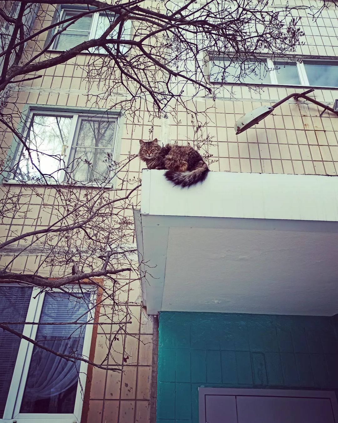 yushaart в LOOKY — #весна ... #коты прилетели... #кот #кошка #март  #весна #spr