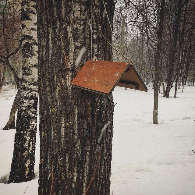 otrip в LOOKY. . Кажется ваша птичка ...