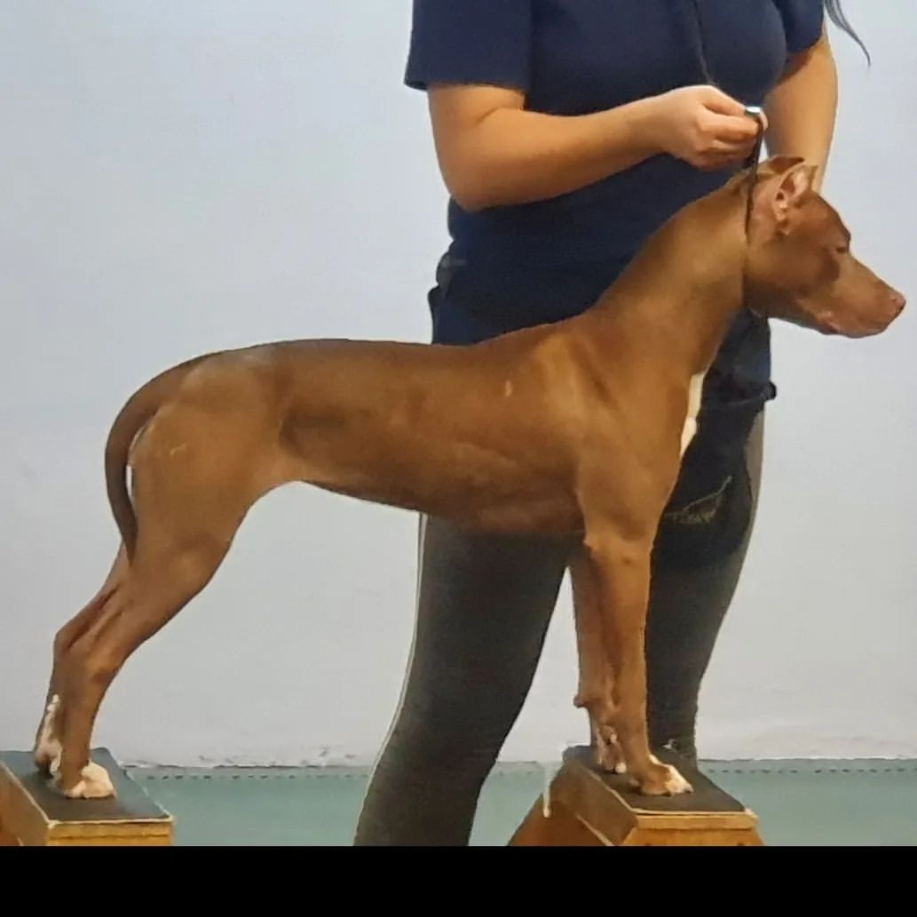 buntarka_161 in LOOKY. #питбуль,#питбультерьер,#pitbull,#pitbullsofficial,#готовимся,#моялюбовнаялюбовь❤️,#pittbull. Готовимся к выставке...