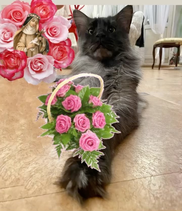 dinn_xt в LOOKY. #mainecoon,#mainecoongram,#мейнкунысамыебольшиекошкивмире,#котики,#котикитакиекотики,#cat,#catstagram,#maincoonecats,#безкотаижизньнета. Милые кошечки, девоч...