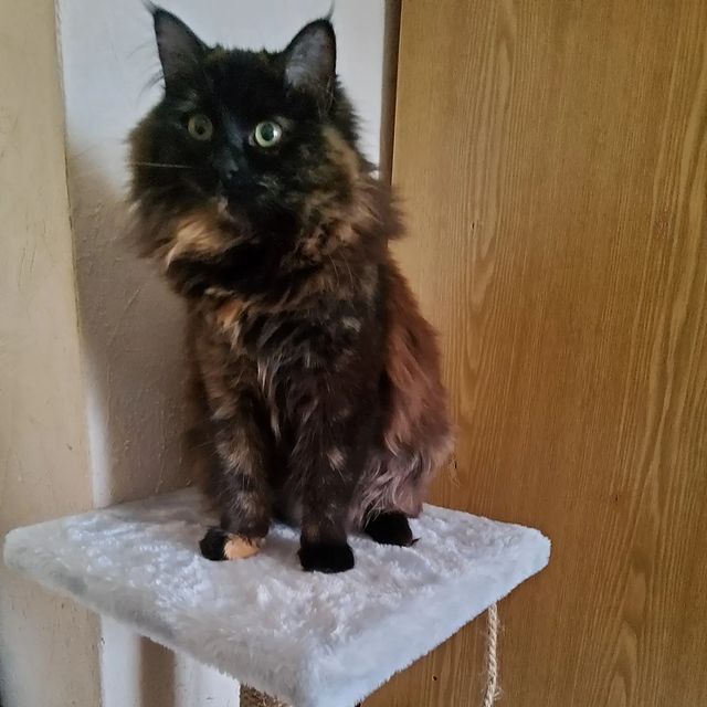 ginger_r_ в LOOKY. #котики,#маленькиерадости. У котиков новый доми...
