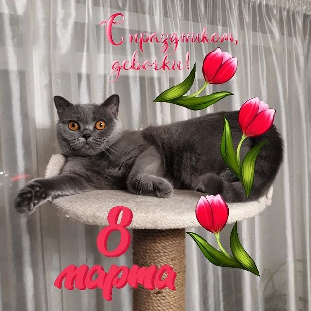 cat_musia_star_and_sima в LOOKY. #муся,#кошечка,#моякошка,#котыикошки,#котомир,#инстакошка,#праздник,#8марта,#любовь,#друзья,#котодрузья,#catmusya,#catsuit,#catsofinstagram,#instacat,#catphoto,#friendscat,#fluffy,#catmodels. 🌷 8 МАРТА 🌷

Всем ...