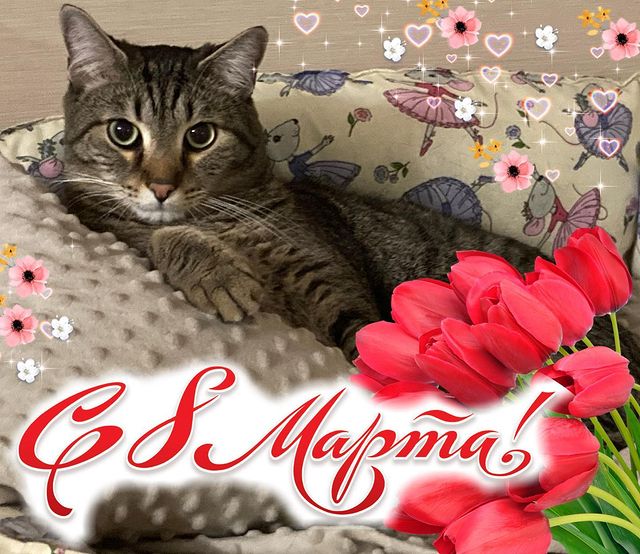 maksen_maksenych в LOOKY. #8марта,#международныйженскийдень,#z,#котыванфасивпрофиль,#котопартияМаксимУС,#кот,#кошачьямафия,#бандаарбузино,#котыарбузино,#кланарбузино,#MaksenTheCat,#fun,#arbuzino_clan,#cat,#жизнькота,#instacat,#catmafia,#золотойфонддрузей,#домашнийтигр,#усымоидлинные,#catsofinstagram,#instagramforcats,#catstagram,#catsofinsta,#catstagramcats,#котофото,#котизм,#котэ,#котя,#домашнийкот. С 8 марта всех кошеч...