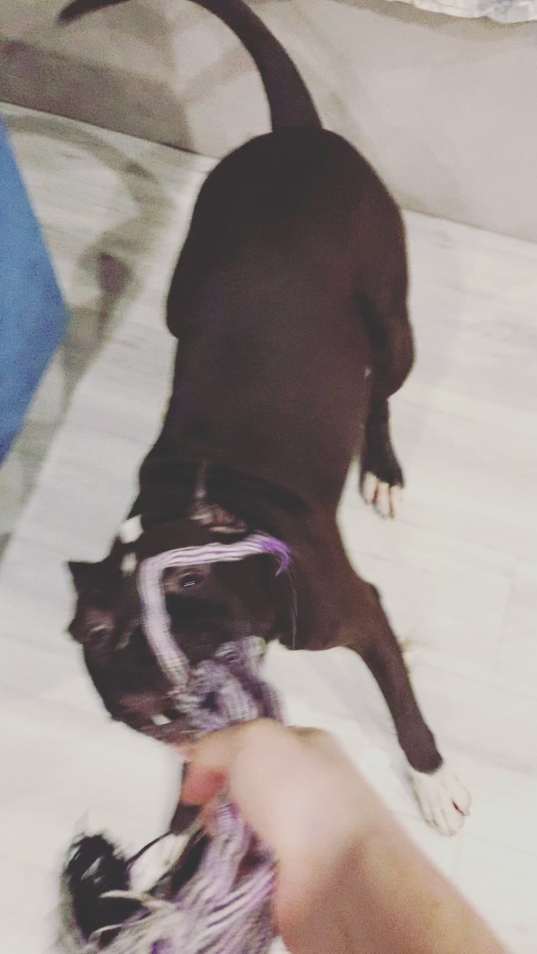 vredkin_12 в LOOKY. #питбуль#pitbull,#пит. #питбуль#pitbull #пи...