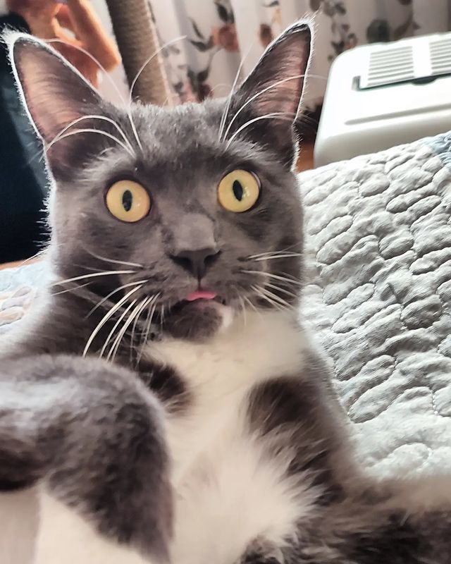 lipatovmv в LOOKY. #amazingcat,#toypet,#pet,#spb,#спб,#animal,#instacat,#ванлав,#carpetshark,#гиперактивность,#tomcat,#котенок,#кот,#мяу,#meow,#кекскот,#kexcat. Растёт умный кот. 
#...