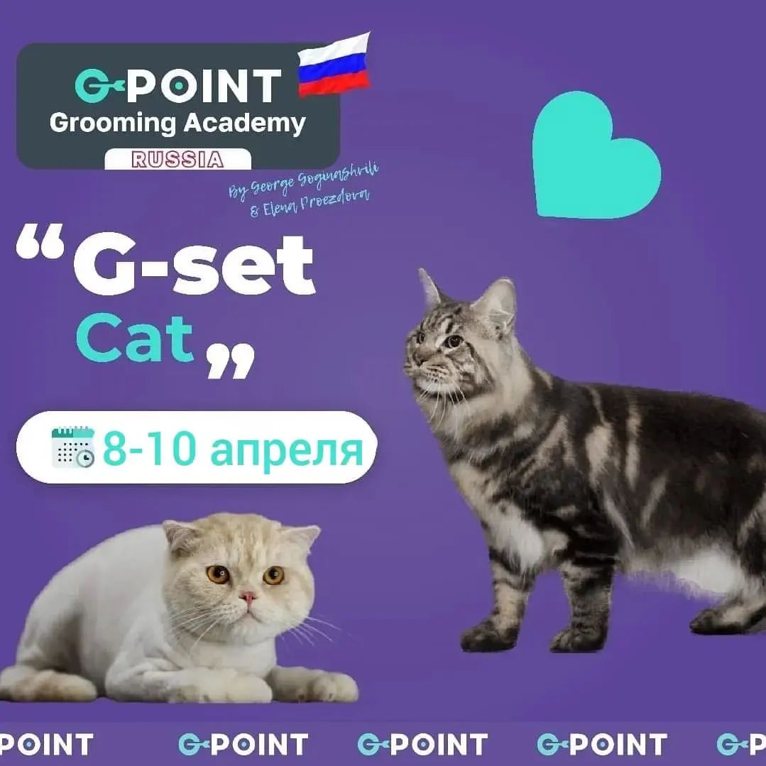 mycatgrooming in LOOKY. #обучениегрумингукошек,#грумингнашевсё,#грумингкошек,#груминг. Уже традиционный кур...