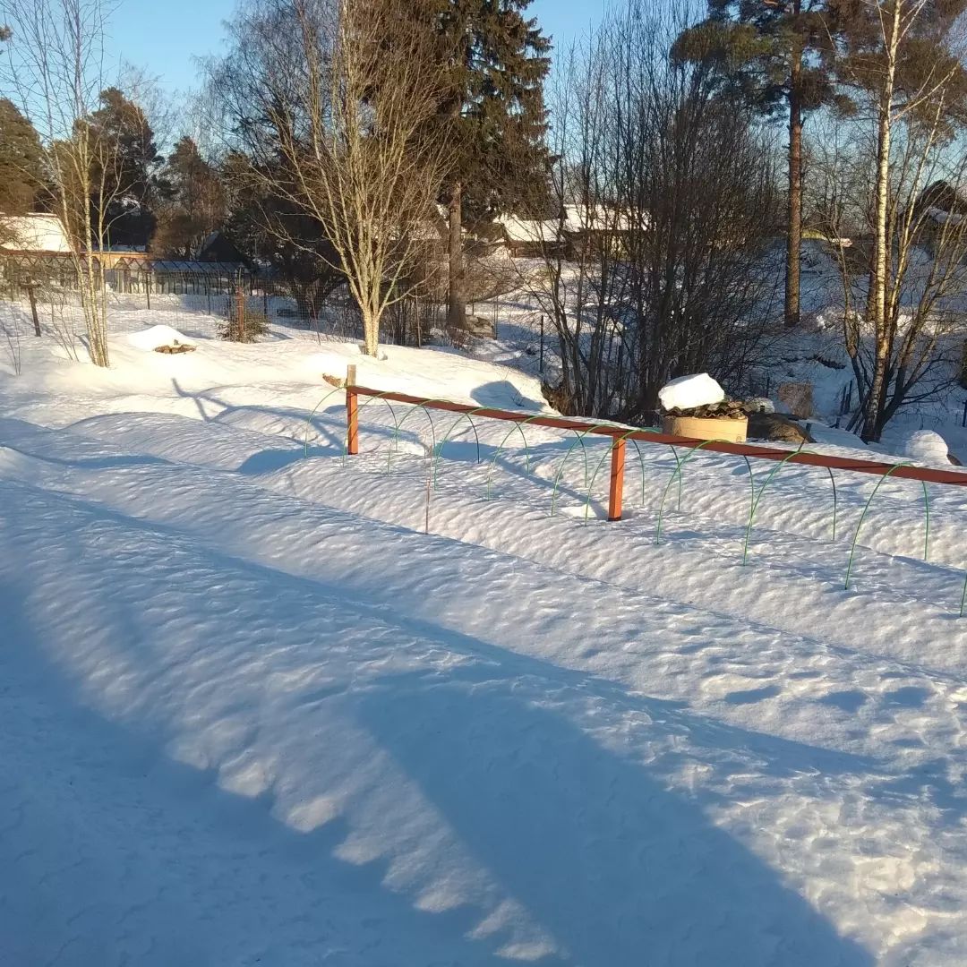 petrovblog в LOOKY. #деревня,#жизньвдеревне,#загородом,#наприроде,#природароссии,#своёхозяйство,#вогороде,#тепло#русскаяглубинка,#свойдом#россия#ленинградскаяобласть#фермер#зимавдеревне#прогулка#petrovblog#дачамечты#дачазимой#дачасад#деревнявроссии#деревнялайф#деревнязимой#деревняонлайн#деревнядомродной#деревнярулит#огород. Спят спокойно мои гр...