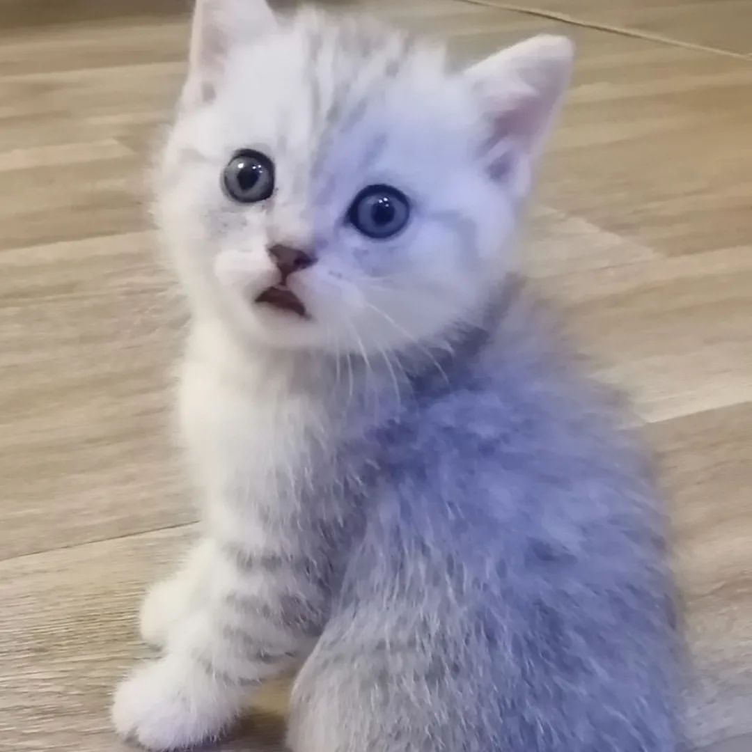 izuminkaaaa в LOOKY. #котятанапродажу,#иркутскаяобласть,#зоомагазин. Маленькие тигрятки. ...