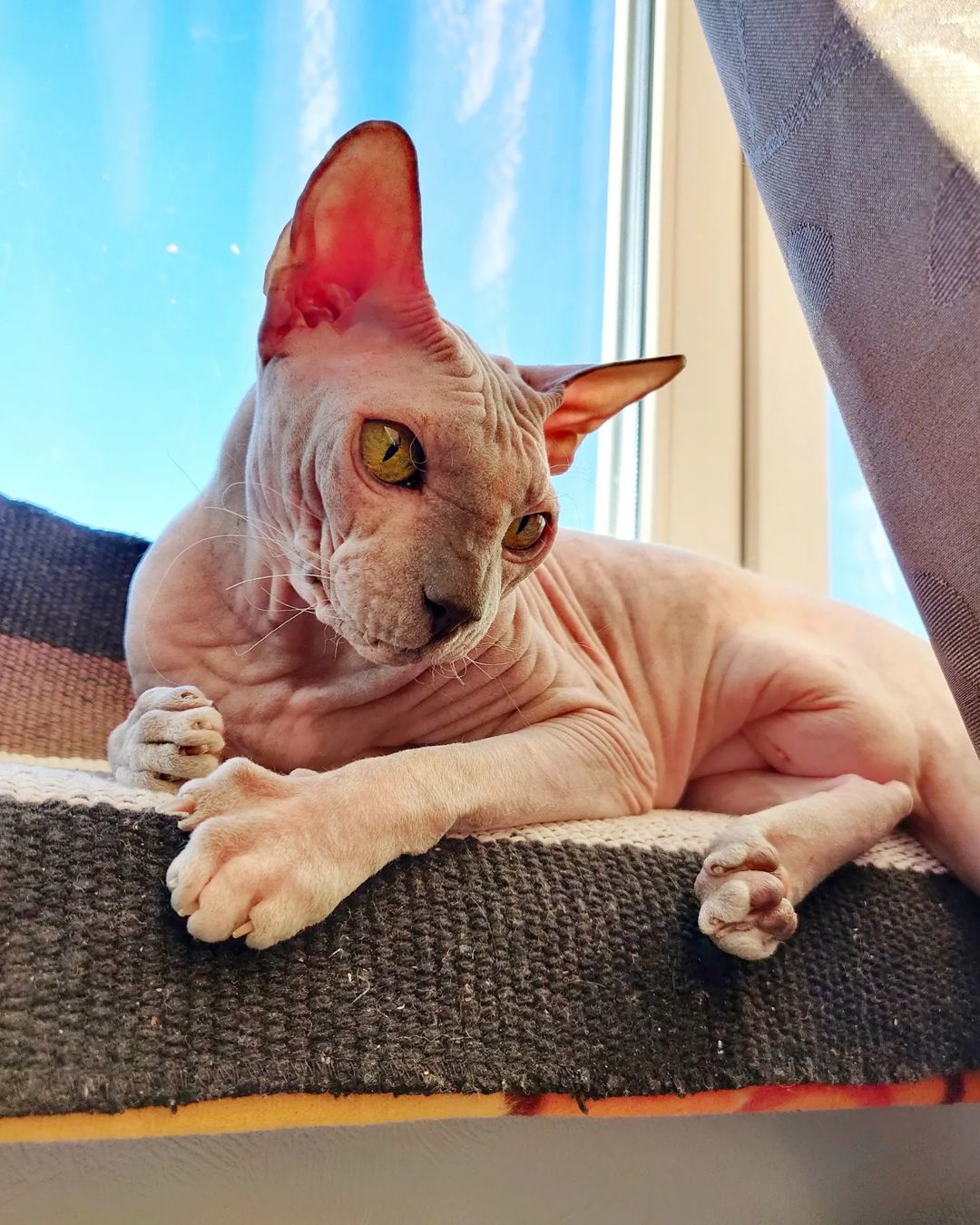eva_sphynx_cat в LOOKY — фото 2