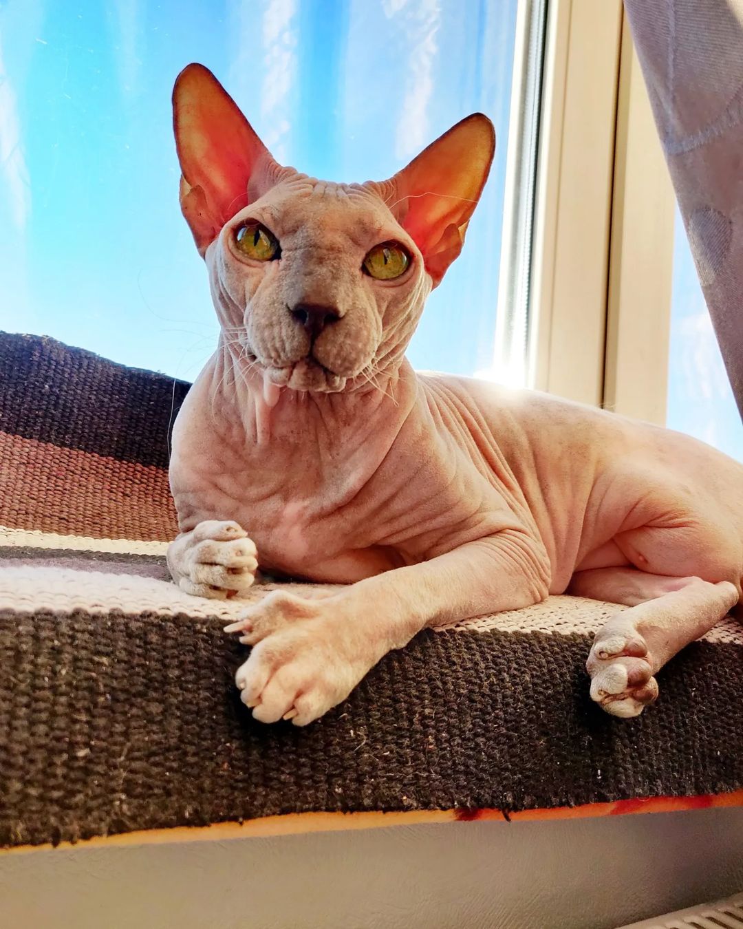 eva_sphynx_cat в LOOKY — фото 1