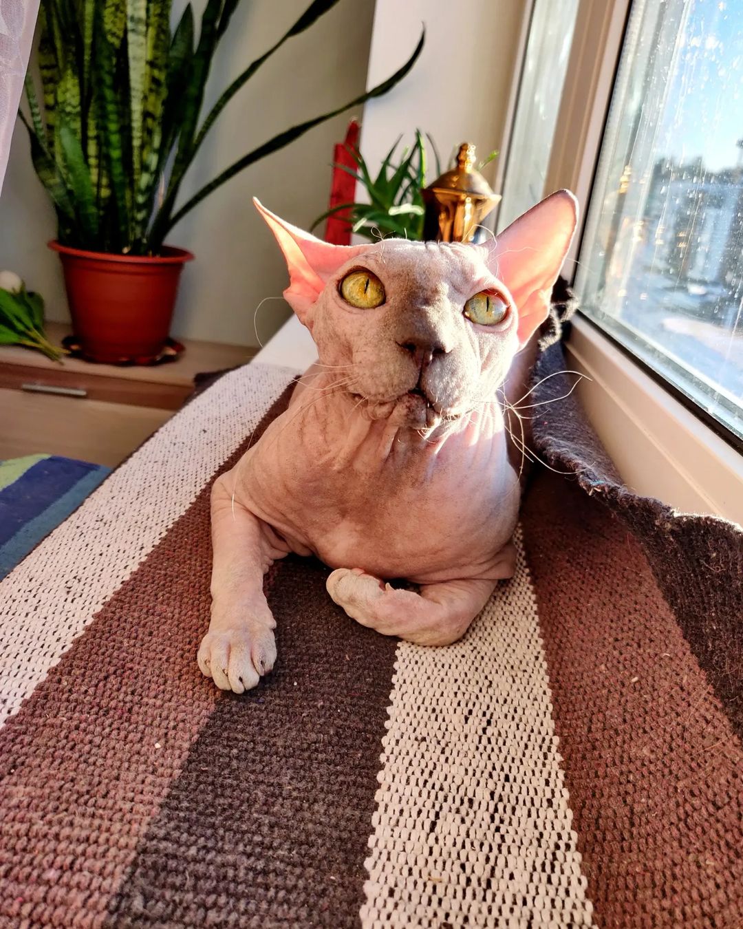 eva_sphynx_cat в LOOKY — фото 3