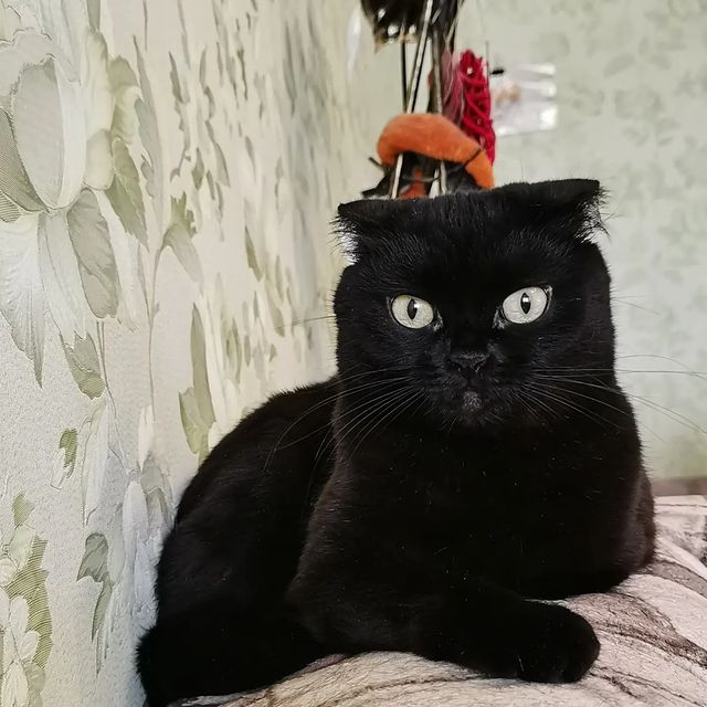 bysa_cats в LOOKY. #кот,#cat,#cats,#kitten,#catstagram_japan,#kittycat,#meow,#NoFilter,#instacat,#猫,#ねこ,#neko,#Repost,#blackcat,#cute,#instagramcats,#weeklyfluff,#kitty,#kittens,#catlife,#catlover,#blackstarcat,#scottishfold,#pet,#bysa_cats,#catsofinstagram,#catoftheday,#love,#photography,#고양이. Мы в Вк. Ссылка в ша...