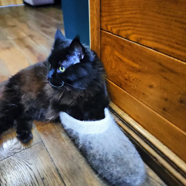 marinastsha в LOOKY. #mainecooncat,#mainecoon,#blackcatsofinstagram,#blackcat,#blackcatsclub,#котик,#кот,#котывинстаграме,#norvegianforestcat,#жизнькота,#catphoto,#catslover,#,#,#безкотаижизньнета,#cat_features,#cat_of_instagram,#кошачьяжизнь,#золотойфонддрузей,#catsloversworld,#catlife,#catphoto,#lifewithcats,#sellos,#gatos,#gatosfofos,#gatosfofo,#gatosnoinstagram. В общем ...у нас ест...