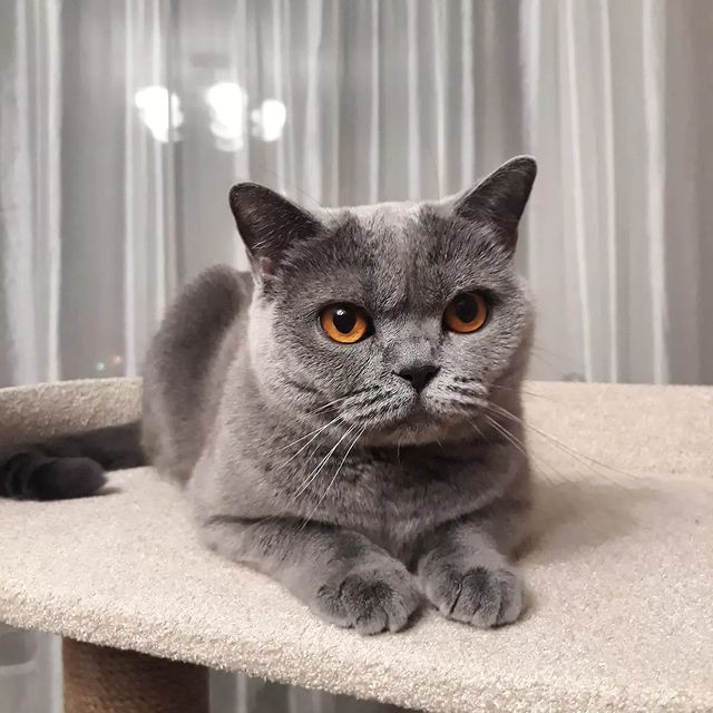 cat_musia_star_and_sima в LOOKY. #муся,#кошечка,#моякошка,#котыикошки,#котомир,#инстакошка,#безкотаижизньнета,#котодрузья,#котятки,#собачки,#любимыекотики,#любимыедрузья,#пёсики,#catmusya,#catfriends,#catsuit,#catphoto,#catsofinstagram,#instacat,#fluffy,#scottishstraightcat,#meowed,#catlife,#catsofworld. Всем привет, мои люб...