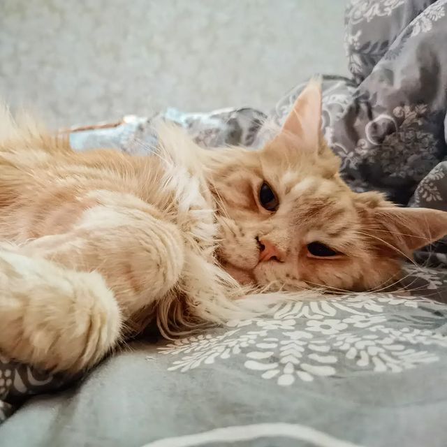 heimdallrcoon в LOOKY. #доммилыйдом,#котхеймдалль. Короче народ, есть в...