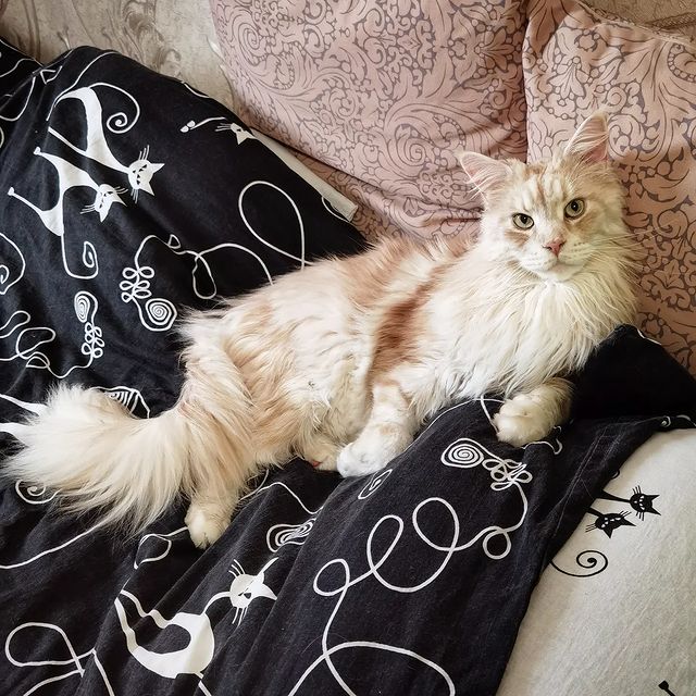 heimdallrcoon в LOOKY. #котхеймдалль,#котикобормотик,#maincoon. Ну какова красота, к...