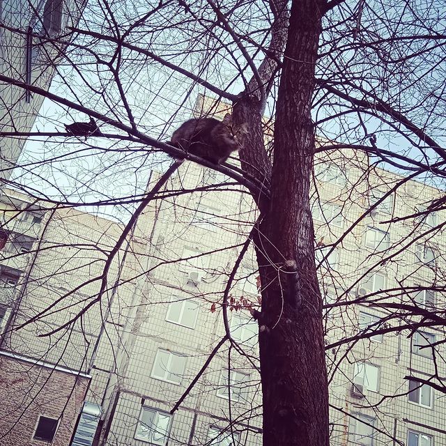 yushaart в LOOKY. #cat,#cats,#кошка,#весна,#март,#котыприлетели,#кот,#коты,#spring. Похоже - это последн...