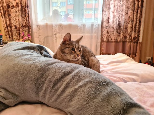 lady_morrygan в LOOKY. #котики_обормотики,#котикмався. Мавсечка и инвестион...