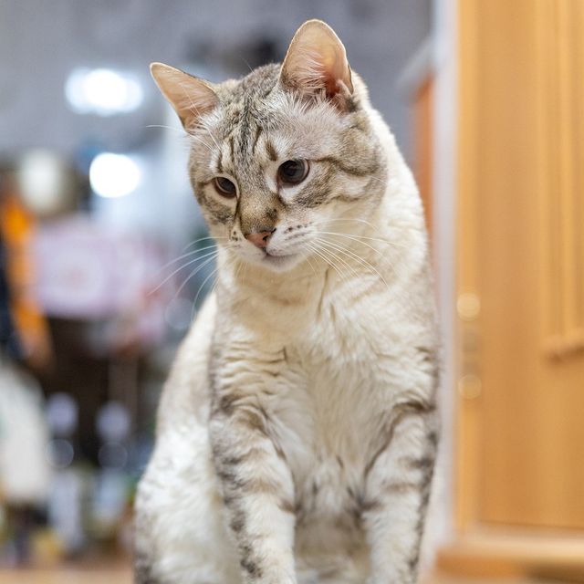 diananimfs в LOOKY. #Лунтяй,#кошкиндом,#кот,#cat. За почти 2 месяца уж...