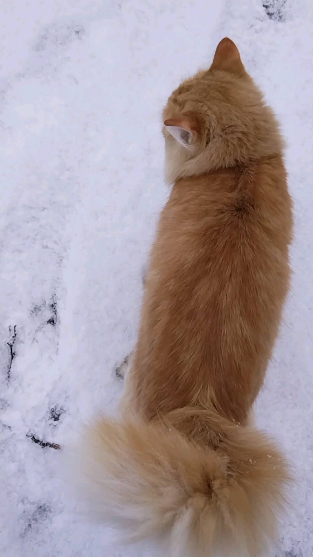 baryshniak in LOOKY. . Мой любимый котик Пу...