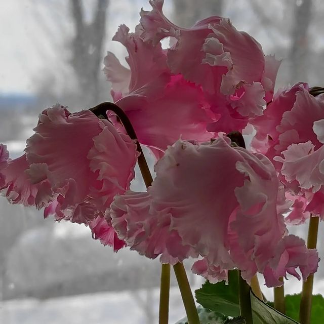 zoloto.sezona в LOOKY. . Spring mood:)))