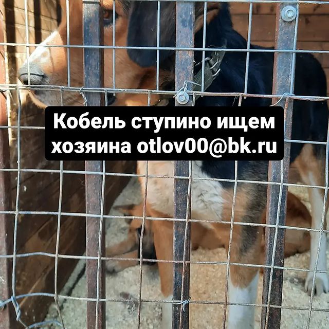 panteravet в LOOKY. . null