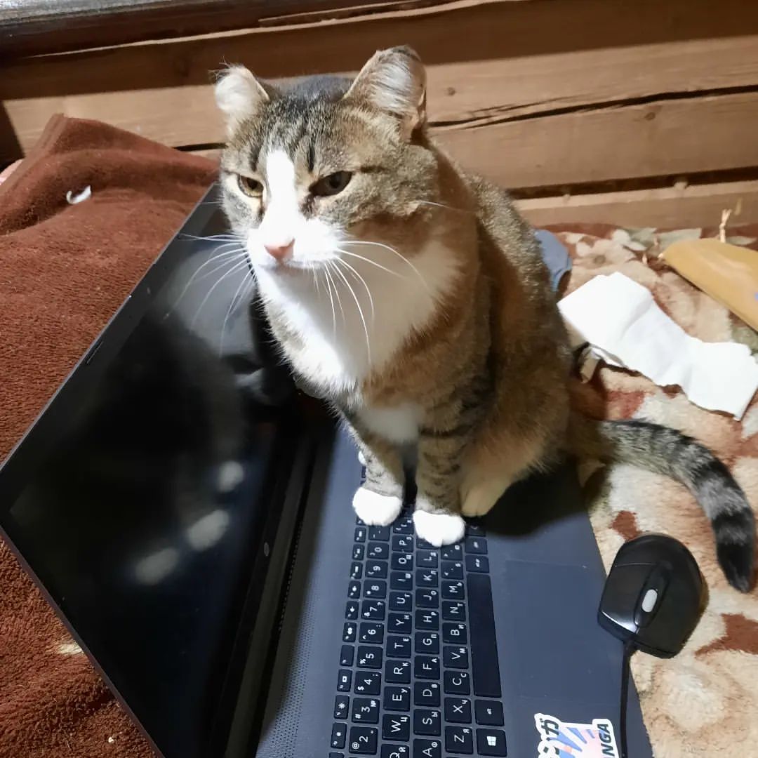 Күн аайы инста бэрэбиэркэлиир😺