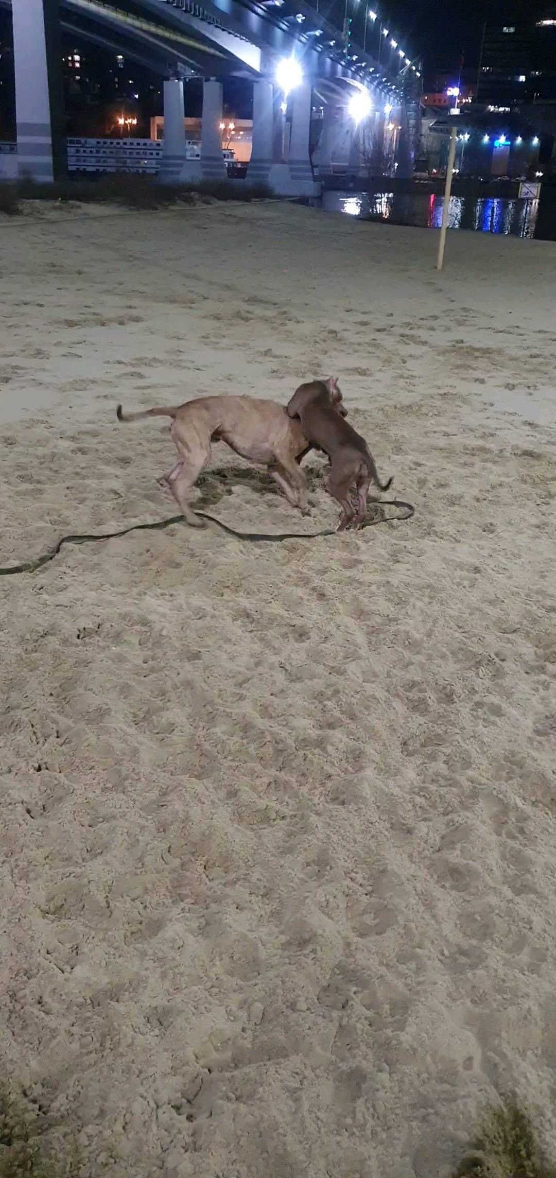 buntarka_161 in LOOKY. #питбультерьер,#питбуль,#pitbull,#pitbullsofficial,#парк,#пляжростов,#весьсоциумвокругпрошупроститемнемойбеспредел,#питосемья. Кокетка хочет пококе...
