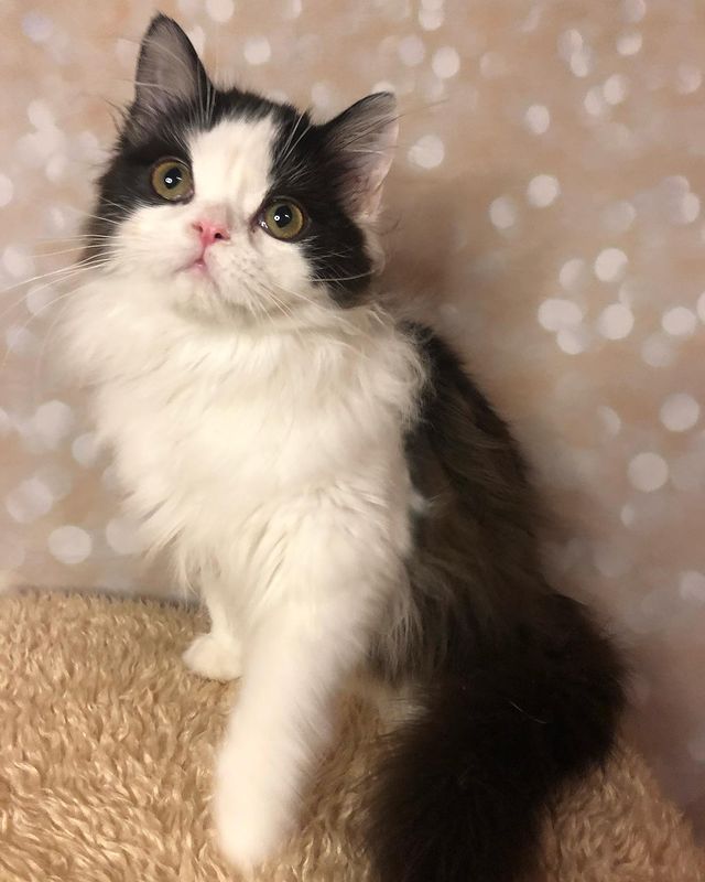 sheerfold_cattery в LOOKY. . Очень нарядный и кра...