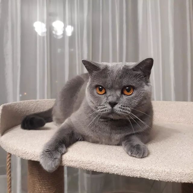 cat_musia_star_and_sima в LOOKY. #муся,#кошечка,#моякошка,#кошкамуся,#котыикошки,#безкотаижизньнета,#котикимуркотики,#котомир,#инстакошка#котофото,#котикиобормотики,#друзья,#пушистики,#песики,#котятки,#catphoto,#catsofinstagram,#catmusya,#catmodels,#catlife,#friendscat,#scottishcat,#instacat,#fluffy. Привет, друзья! ❤🐾❤...