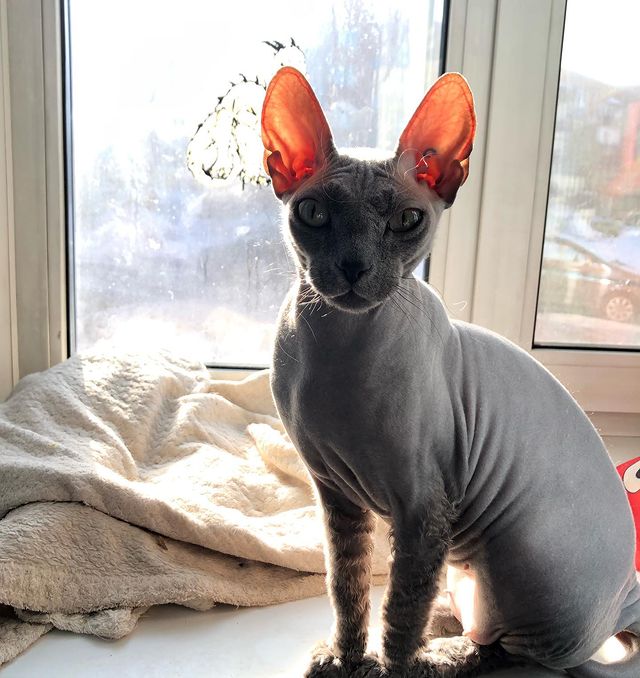 koshindra в LOOKY. #безкотаижизньнета,#сфинкс,#кошка,#нежность,#ласкаскоготками,#сфинксырулят. Моя красавица Цыри ❤...