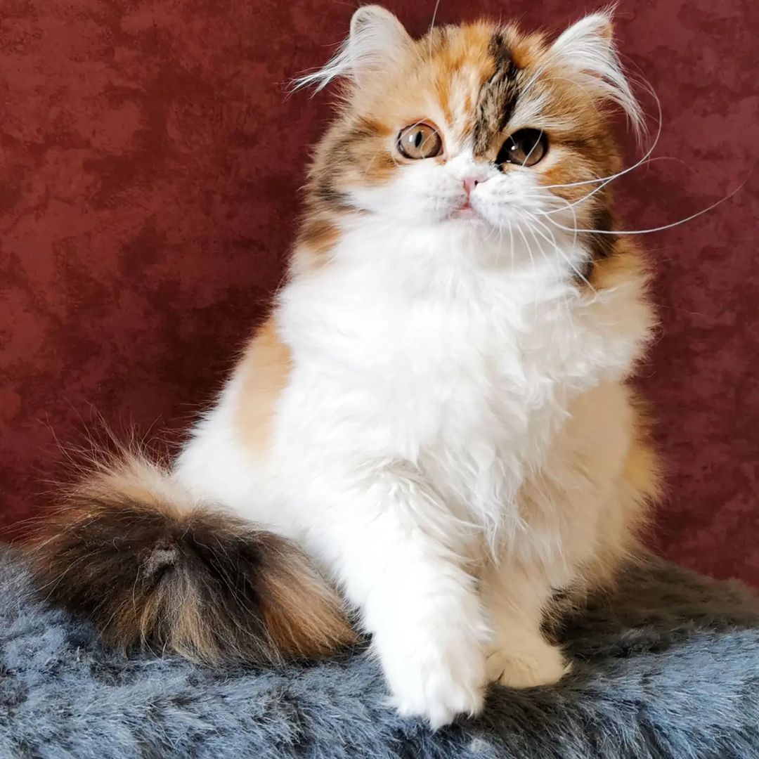 Вислоухие шотландские котята в LOOKY — фото 8