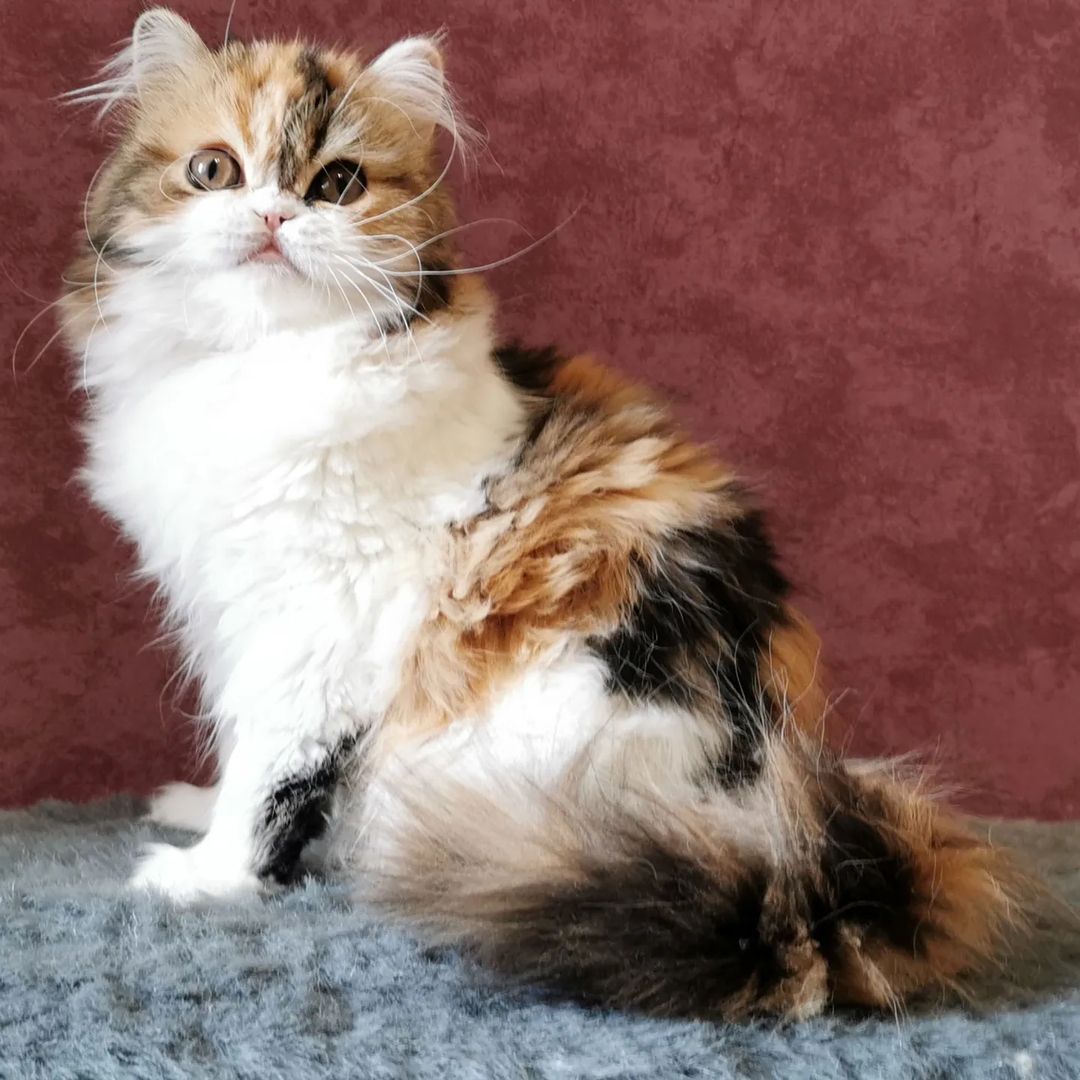 Вислоухие шотландские котята в LOOKY — фото 3