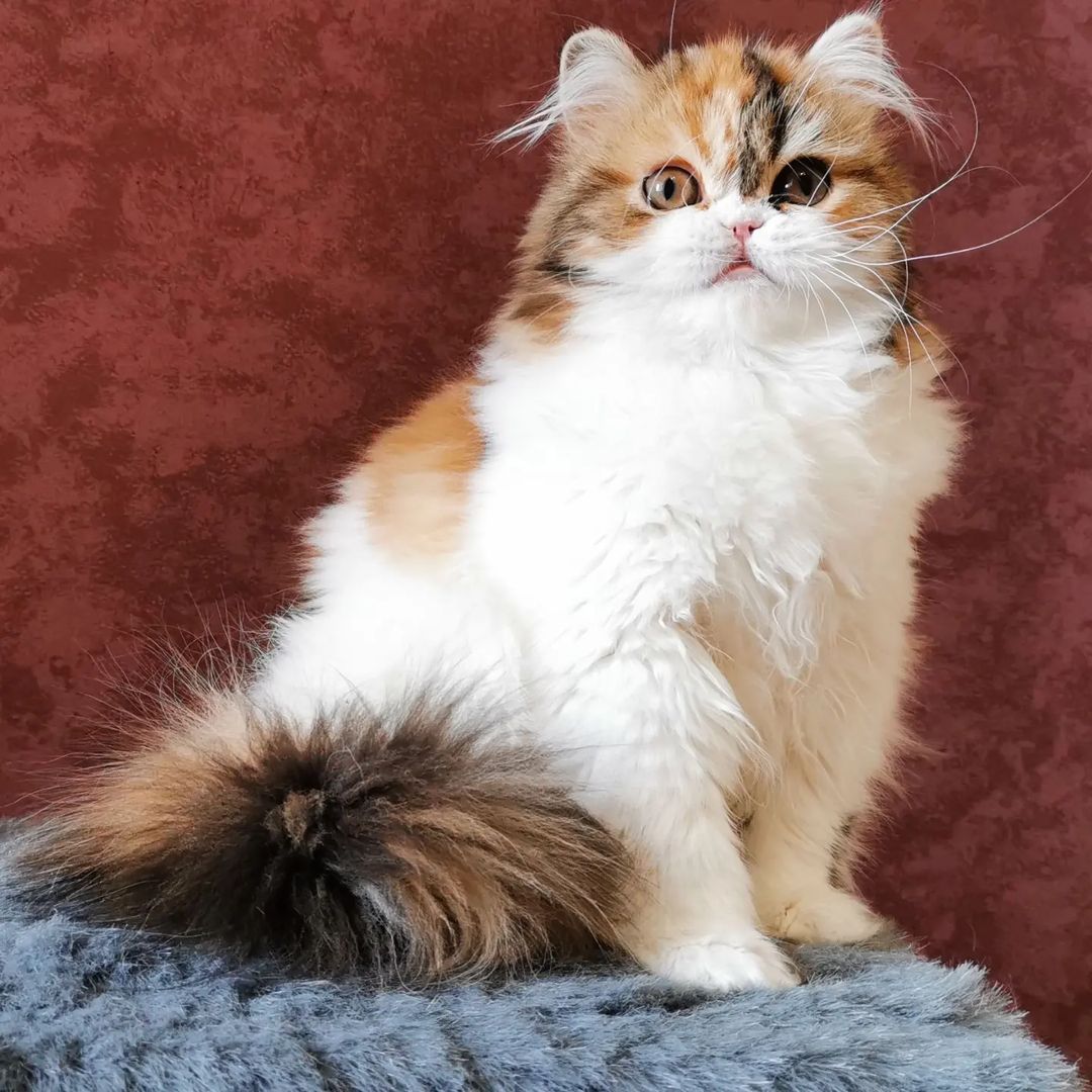 Вислоухие шотландские котята в LOOKY — фото 2