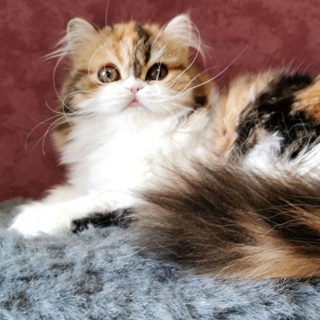 Вислоухие шотландские котята в LOOKY — фото 6