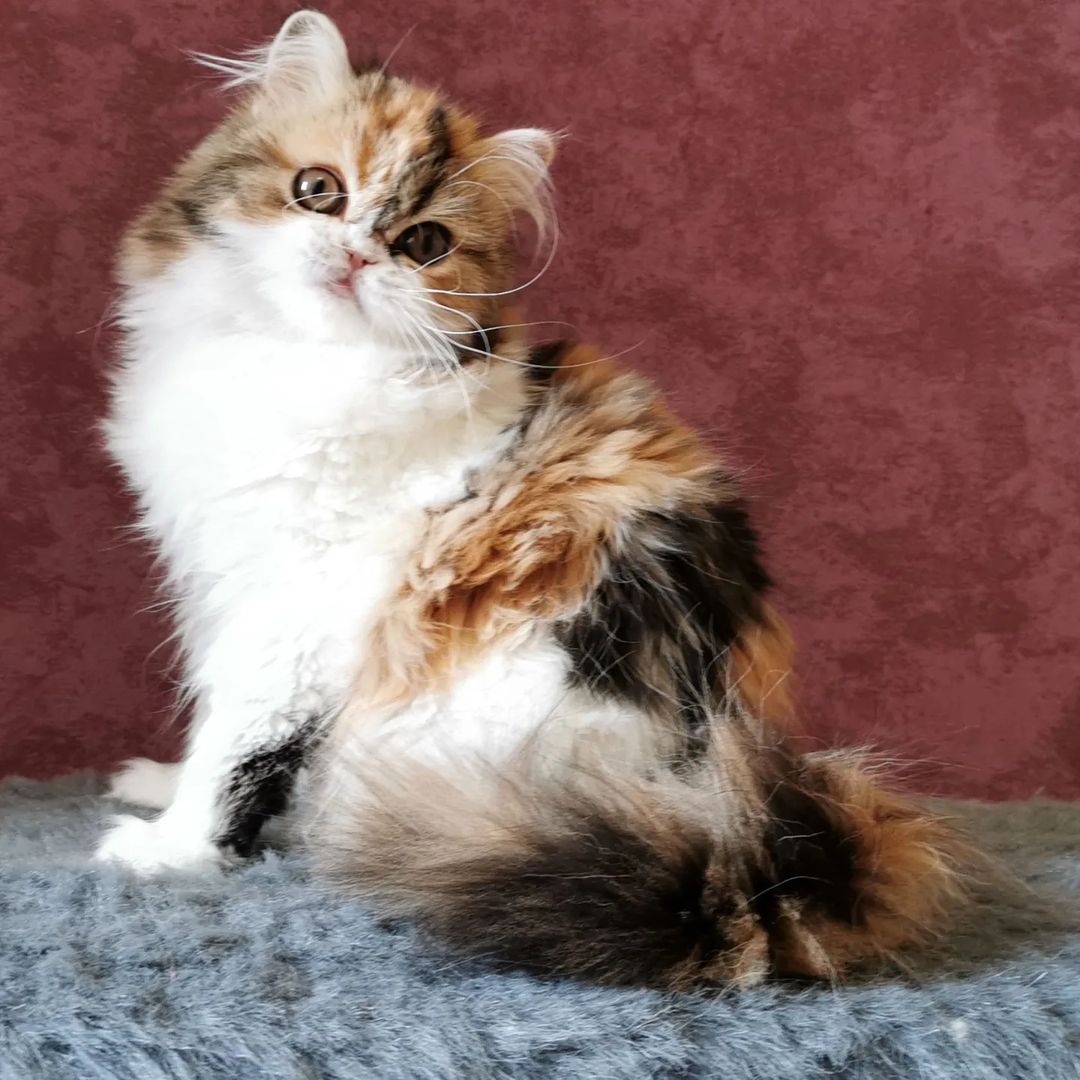 Вислоухие шотландские котята в LOOKY — фото 4