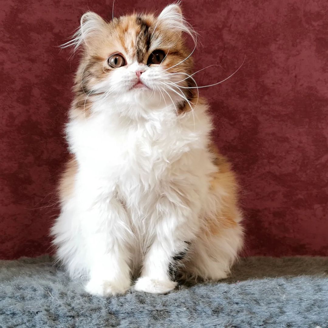 Вислоухие шотландские котята в LOOKY — фото 5