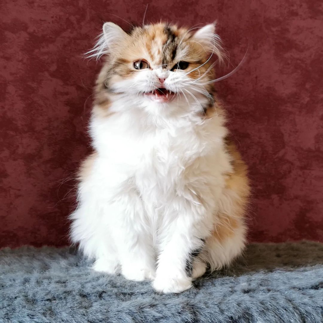 Вислоухие шотландские котята в LOOKY — фото 9
