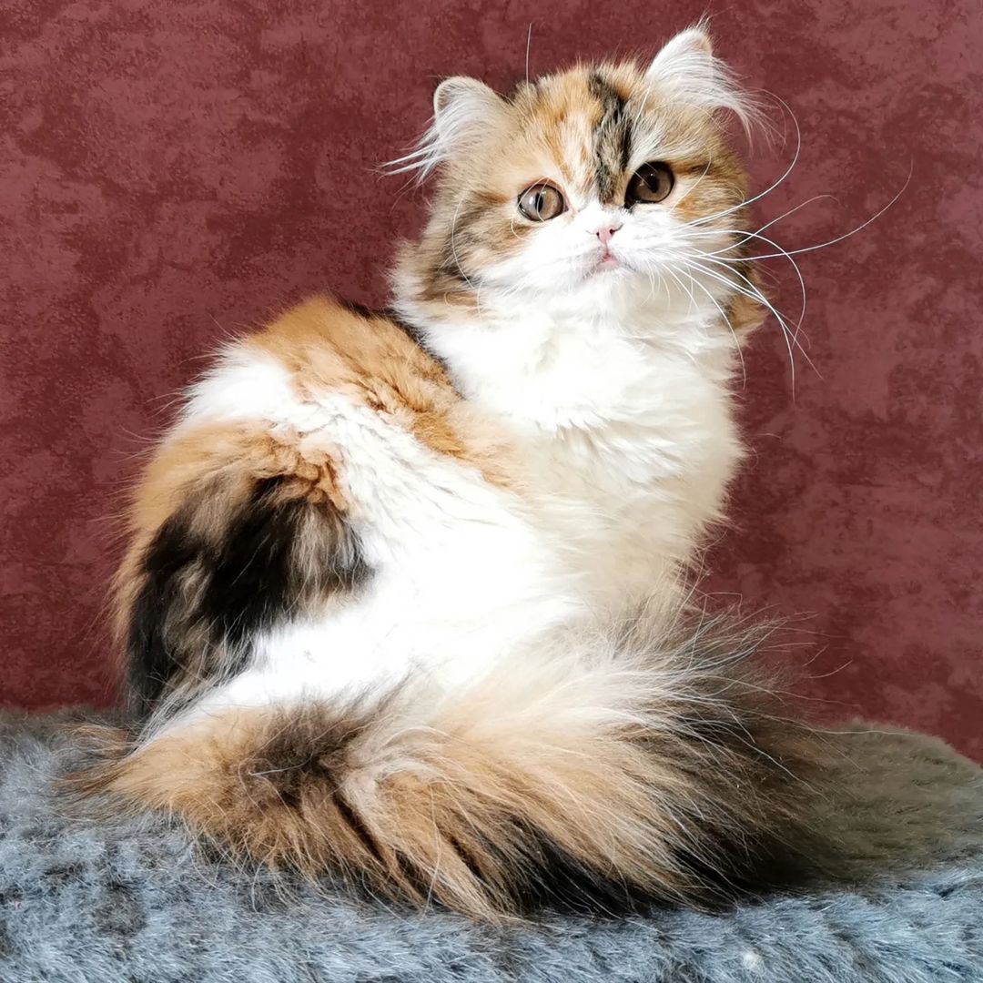 Вислоухие шотландские котята в LOOKY — фото 10
